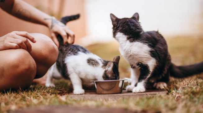 Heboh Harga Royal Canin Naik, Babu Anabul: Maaf Meng Kita Turun Kasta Dulu