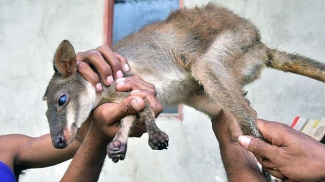 Sejumlah warga memegang seekor kanguru mini atau kanguru pendek kei liar yang dipelihara di Langgur, Kabupaten Maluku Tenggara, Maluku, Senin (24/10/2022) [SuaraSulsel.id/ANTARA]