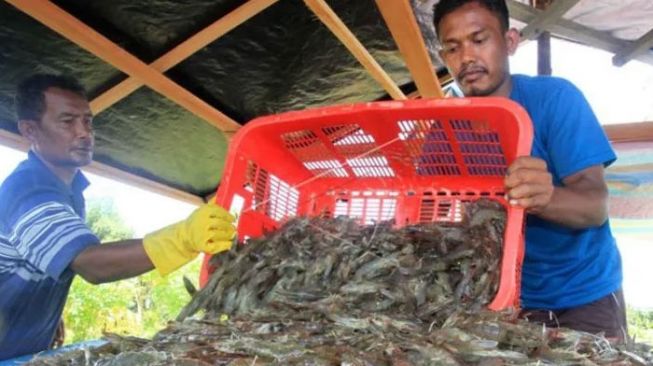 Aceh Bakal Pasarkan Produksi Udang Vaname dan Kepiting Sangkak ke Jatim