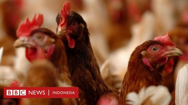 Kasus Flu Burung Meningkat di Inggris, Perusahaan Unggas Minta Vaksinasi