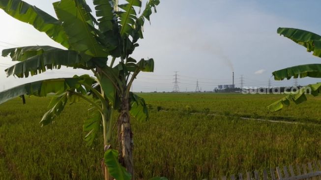 Kondisi lahan persawahan milik warga yang berlokasi tak jauh dari PLTU 1 Indramayu (Suara.com/Danan Arya)