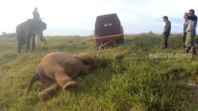 Tewasnya Gajah Jinak di Taman Nasional Way Kambas, Dari Dokter Sampai Kepala Balai Bungkam