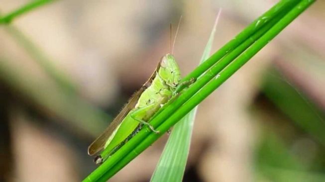 Petani Terong di Madiun Diresahkan Serangan Hama Belalang Hijau