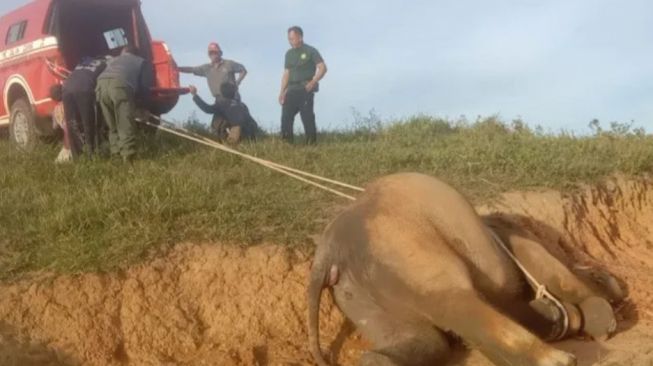 Fakta-Fakta Anak Gajah Sumatera Usia 4 Tahun Mati di Pusat Latihan Way Kambas: Terserang Virus