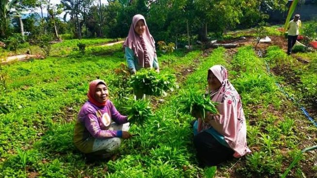 Kelompok Binaan Pabrik AQUA Solok Berhasil Kembangkan Pertanian Ramah Lingkungan