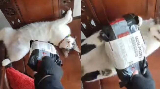 Jagain Rumah, Kucing Ini Jadi Penerima Paket dari Kurir