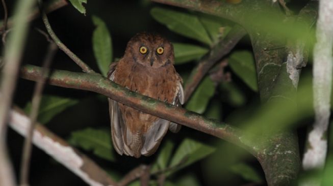 Spesies Burung Hantu Baru Ditemukan, Langsung Masuk Daftar Merah