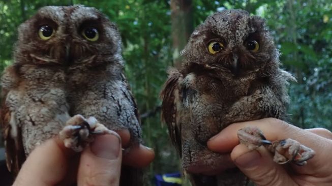 Spesies baru burung hantu, Principe Scops-Owl. [Zookeys.pensoft.net]