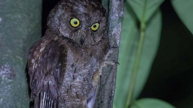 Spesies baru burung hantu, Principe Scops-Owl. [Zookeys.pensoft.net]