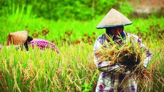 Nilai Tukar Petani di Banten Kembali Naik