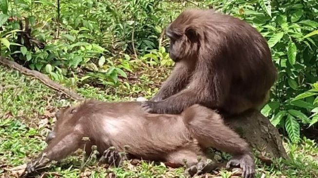 Bahaya Memberi Makanan Monyet Hitam Sulawesi di Jalan Poros Kabupaten Maros - Bone