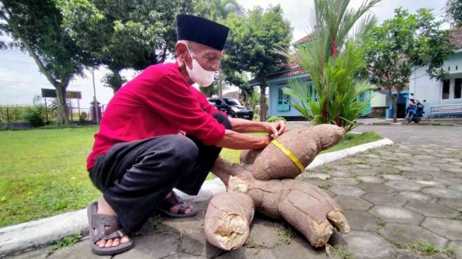 Heboh! Singkong Raksasa Ditemukan di Klaten, Beratnya Mencapai 40 kg