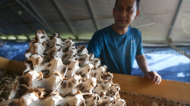 Peternak memperlihatkan jangkrik hasil budidaya di  Peternakan Jangkrik Sonny, Depok, Jawa Barat, Senin (7/11/2022). [Suara.com/Alfian Winanto]