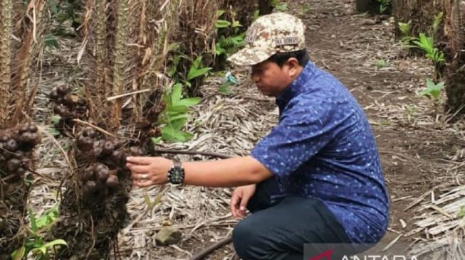 Bisa Jadi Ladang Ekonomi, Salak Sabang Resmi Jadi Varietas di Kementan