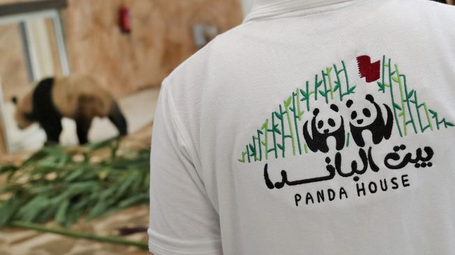 Seorang penjaga mengawasi panda raksasa Cina di dalam kandang di Panda House di Al Khor, Qatar, Rabu (19/10/2022). [DENOUR/AFP]