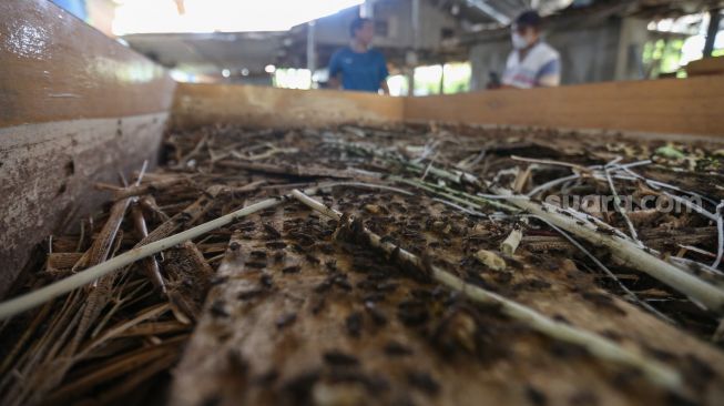 Jangkrik-jangkrik hasil budidaya di  Peternakan Jangkrik Sonny, Depok, Jawa Barat, Senin (7/11/2022). [Suara.com/Alfian Winanto]