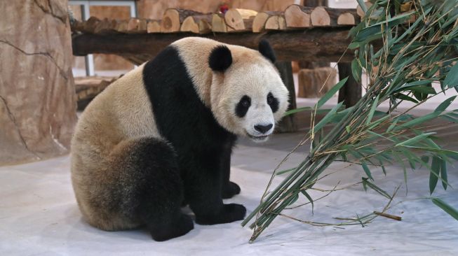 Seekor panda raksasa China difoto dalam kandang di Panda House di Al Khor, Qatar, Rabu (19/10/2022). [DENOUR/AFP]