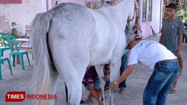 Kuda Andalan Kabupaten Bekasi Queen Thalasa Siap Lawan Ice Man di Porprov Jabar