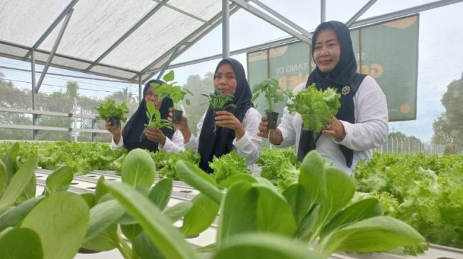 Dapat Berkah dari Berkebun Hidroponik Binaan Pertamina