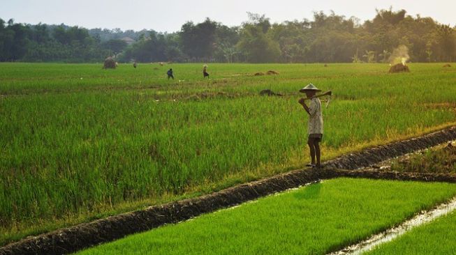 Pasca Pandemi, Ratusan Ribu Warga Jateng Beralih ke Petani