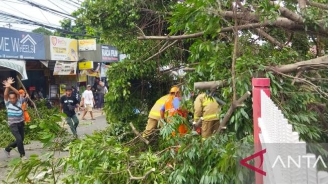 Pemprov DKI Janji Beri Kompensasi Rp 25-50 Juta Bagi Warga Terdampak Pohon Tumbang