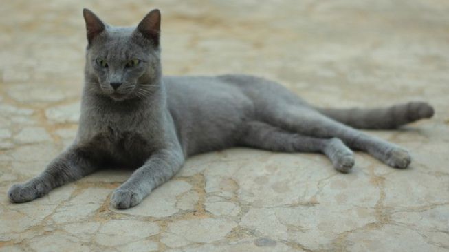 Fakta Kucing Busok, Kucing Asal Madura yang Telah Mendunia
