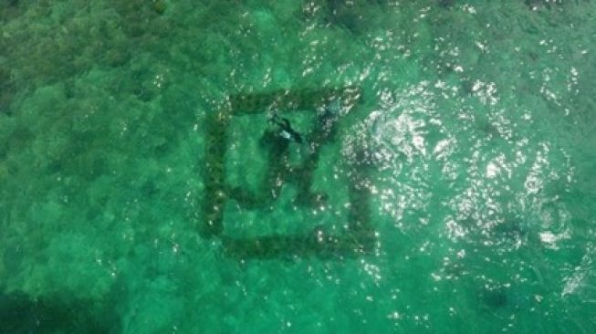 Harita Nickel Tingkatkan Kehidupan Biota Laut Obi Melalui Terumbu Karang Buatan
