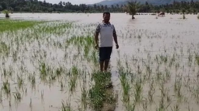 Belasan Hektare Sawah di Tapsel Terancam Gagal Panen