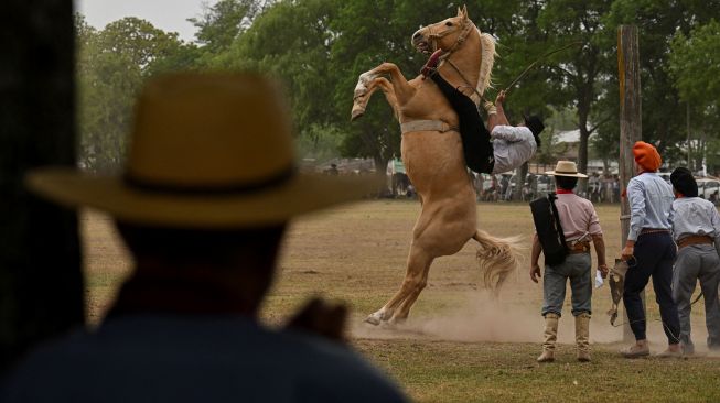 Seorang Gaucho berusaha mengendalikan kudanya di sebuah pertunjukkan rodeo selama "Hari Tradisi Gaucho ke-83" di San Antonio de Areco, Argentina, Sabtu (12/11/2022). [Luis ROBAYO / AFP]
