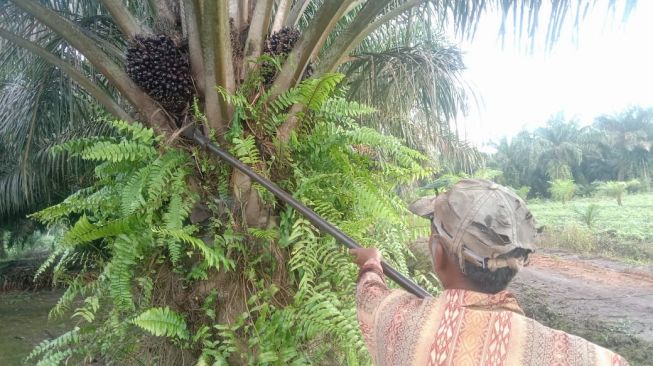 Cara Petani Sawit Swadaya di Lampung Bertahan tanpa Pupuk Subsidi