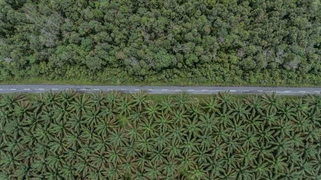Kawasan hutan riding, dianggap sebagai penghubung setiap bukit dan kampung di Pulau Bangka, namun terputus oleh lanskap sawit.  (Foto: Taufik Wijaya dan Nopri Ismi)