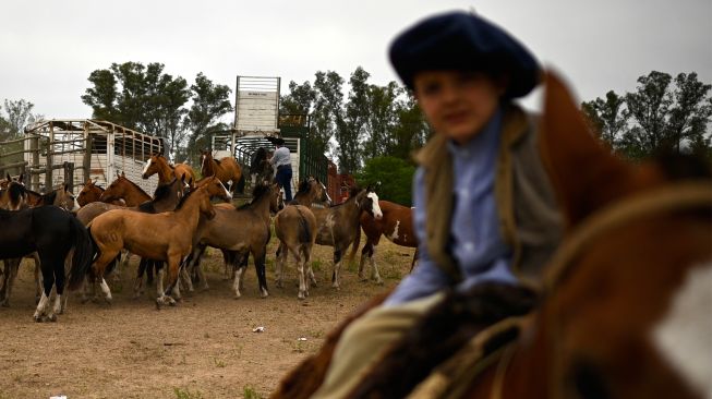 Seorang Gaucho berusaha mengendalikan kudanya di sebuah pertunjukkan rodeo selama "Hari Tradisi Gaucho ke-83" di San Antonio de Areco, Argentina, Sabtu (12/11/2022). [Luis ROBAYO / AFP]