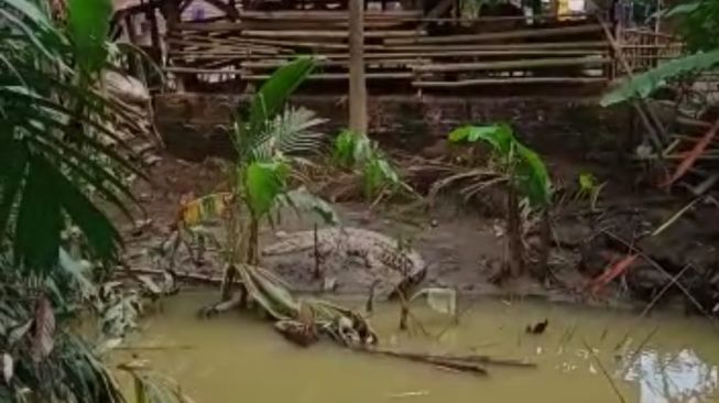 Warga Pekon Sudimoro Bangun Heboh Lihat Buaya 3 Meter Naik ke Dekat Permukiman: Ini Baru Pertama Kali