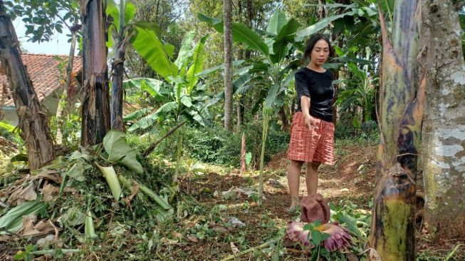 Bunga Bangkai Ternyata Bisa Dimakan meski Aromanya Bikin Orang Tutup Hidung, Begini Rasanya