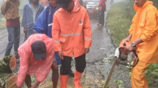 Jalan Bukittinggi-Maninjau Lumpuh Total Gara-gara Pohon Tumbang di Kelok 44