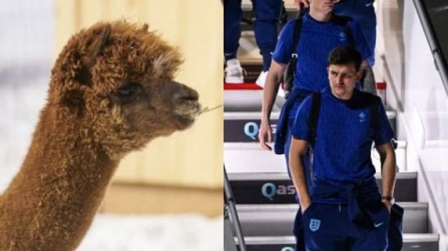 Hewan Alpaca Ramal Inggris Kalah dari Iran di Fase Grup B Piala Dunia 2022, Wales Tak Lolos Babak Grup