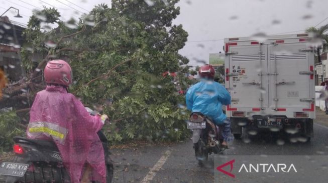 Puting Beliung Porak-porandakan Kudus, Belasan Pohon Tumbang dan Tutup Jalan Raya