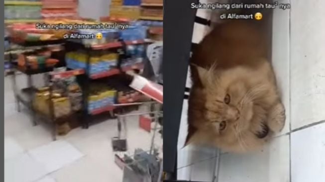 Dicari Pemiliknya, Kucing Ini Malah Santuy Sembunyi di Minimarket