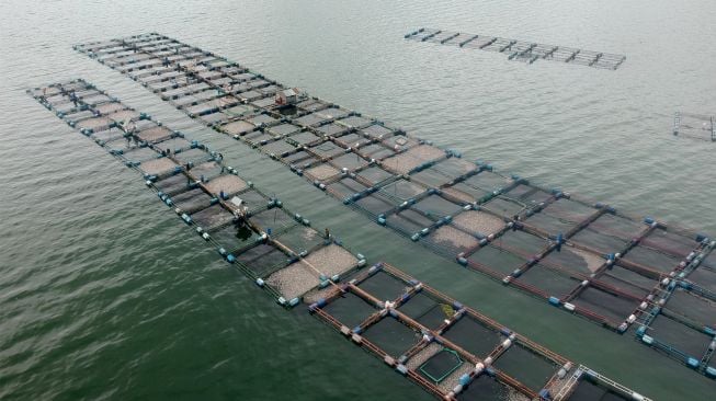 Foto udara kondisi keramba jaring apung (KJA) yang berisi ikan mati di Danau Maninjau, Nagari Sungai Batang, Kabupaten Agam, Sumatera Barat, Sabtu (19/11/2022). [ANTARA FOTO/Iggoy el Fitra/rwa]