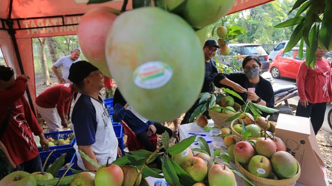 Pengunjung melihat berbagai varietas buah mangga saat Festival Mangga di Indramayu, Jawa Barat, Sabtu (19/11/2022). [ANTARA FOTO/Dedhez Anggara/rwa]
