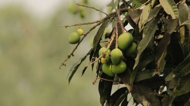 7 Manfaat Daun Mangga, Buat Rambut Berkilau Sampai Mengurangi Kerutan