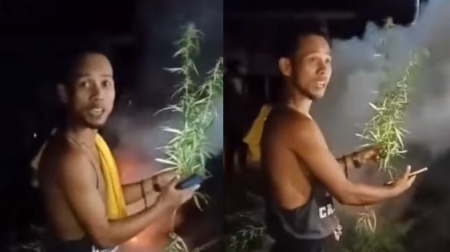 Heboh Video Warga Musnahkan Tanaman Ganja Sambil Ketawa: Ngefly Berjamaah