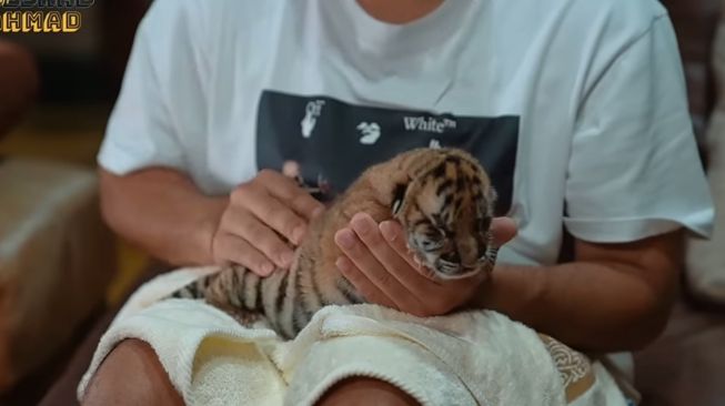 Momen Alshad Ahmad Rawat Bayi Harimau(YouTube/Alshad Ahmad)