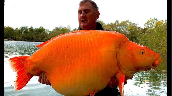 Ikan mas raksasa, The Carrot. [Facebook/Bluewater Lakes]