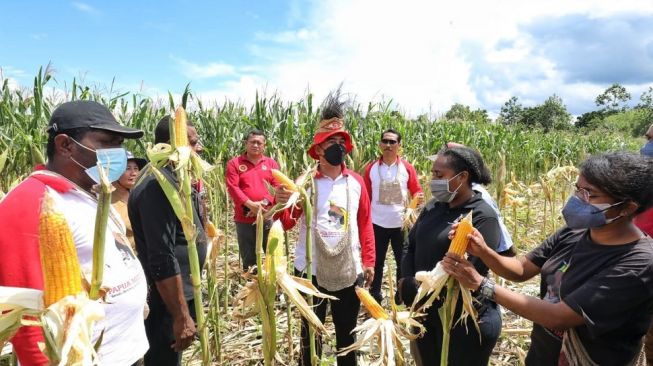 Papua Muda Inspiratif Panen Jagung dan Produksi Pakan Ayam Petelur