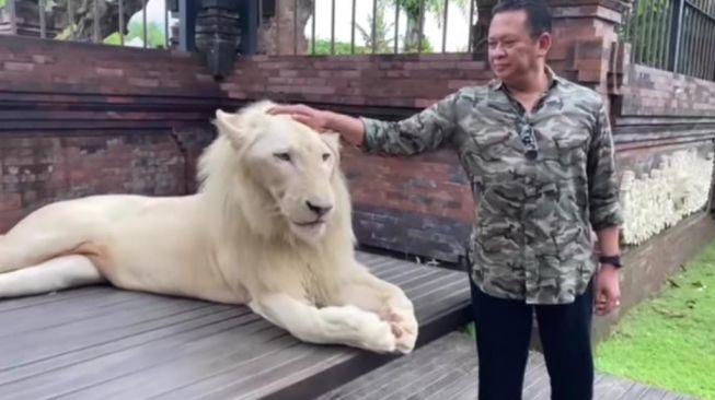 Ketua MPR RI Bambang Soesatyo alias Bamsoet bersama singa putih peliharaannya asal Afrika bernama simba. (ist / IG Bamsoet)