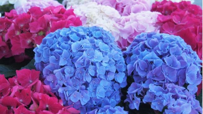 Jarang Diketahui, 4 Rahasia Merawat Hydrangea agar Tahan Lebih Lama