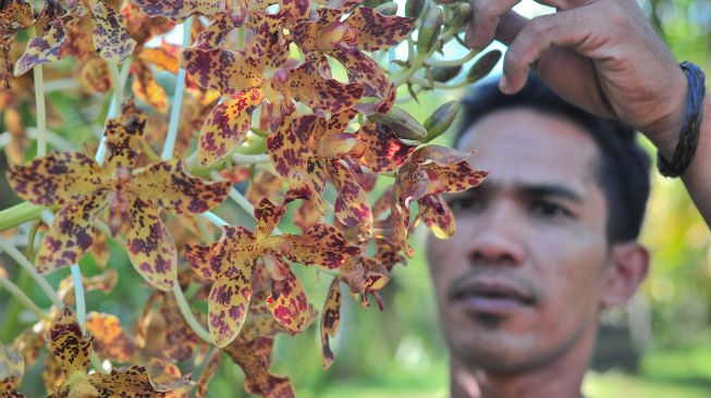 Anggota Gerakan Muarojambi Bersakat menunjukkan tanaman anggrek macan (Grammatophyllum scriptum) yang sedang berbunga yang diselamatkan di Rumah Bayang Taman Sakat Lebung Panjang, Jambi Tulo, Maro Sebo, Muarojambi, Jambi, Minggu (27/11/2022). [ANTARA FOTO/Wahdi Septiawan/aww]
