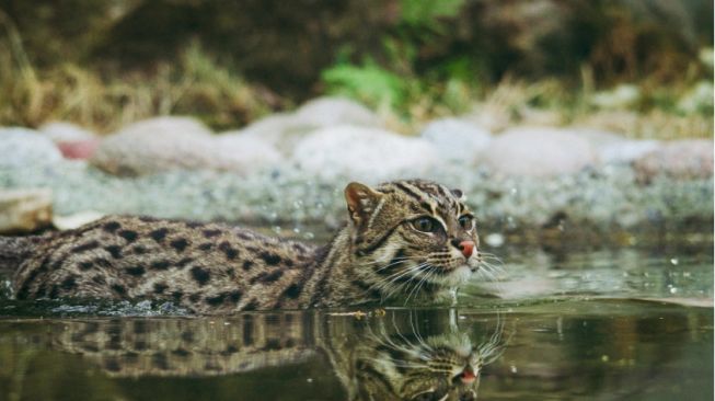 Mengenal Fishing Cat, Kucing yang Bersahabat dengan Air