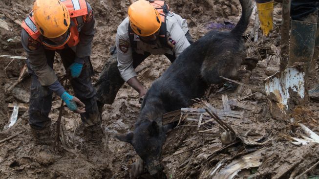 Personel Polri mengerahkan anjing pelacak untuk mencari korban yang tertimbun longsor akibat gempa di Kampung Cijedil, Cugenang, Kabupaten Cianjur, Jawa Barat, Minggu (27/11/2022). [ANTARA FOTO/Wahyu Putro A/aww]
